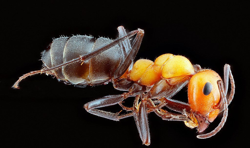 Ant Control service in Hayward, CA