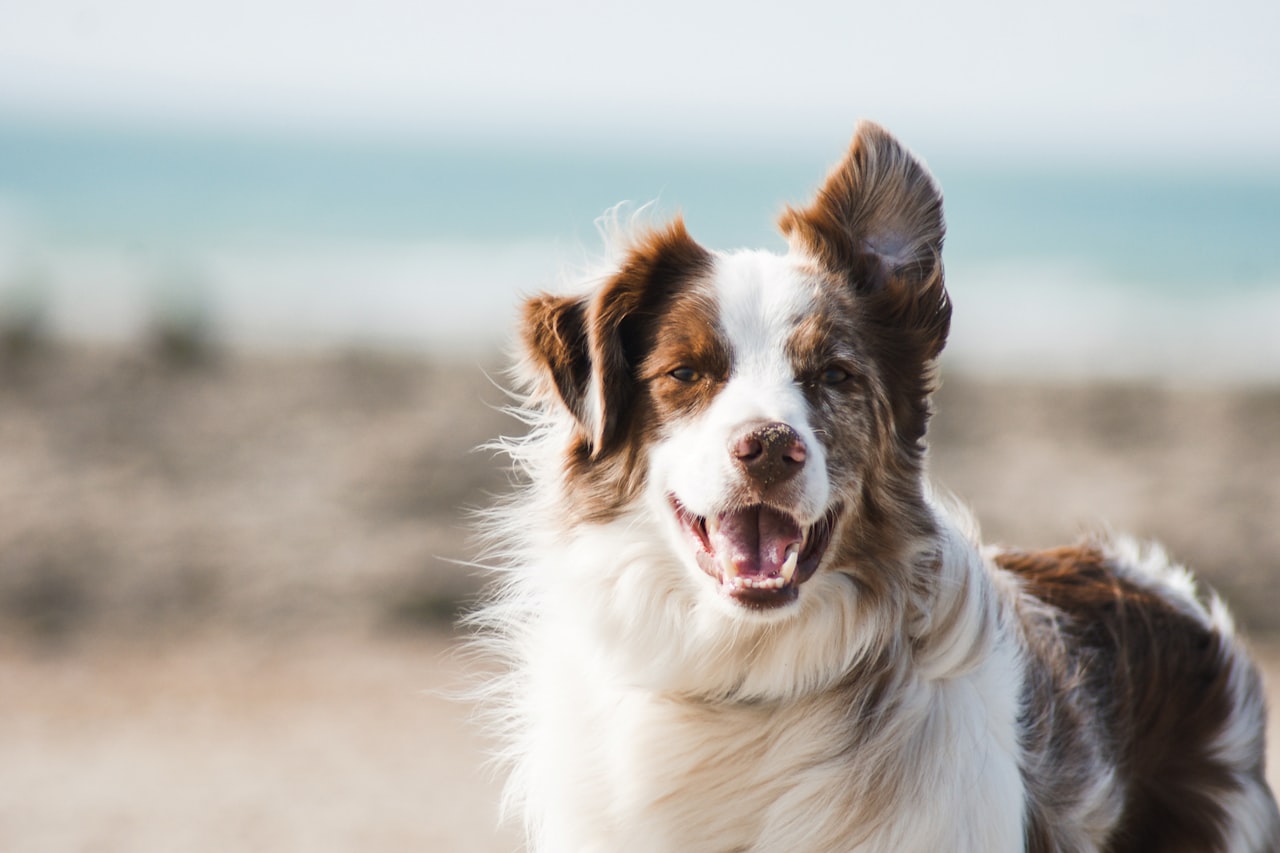 Flea & Tick Control service in Hayward, CA
