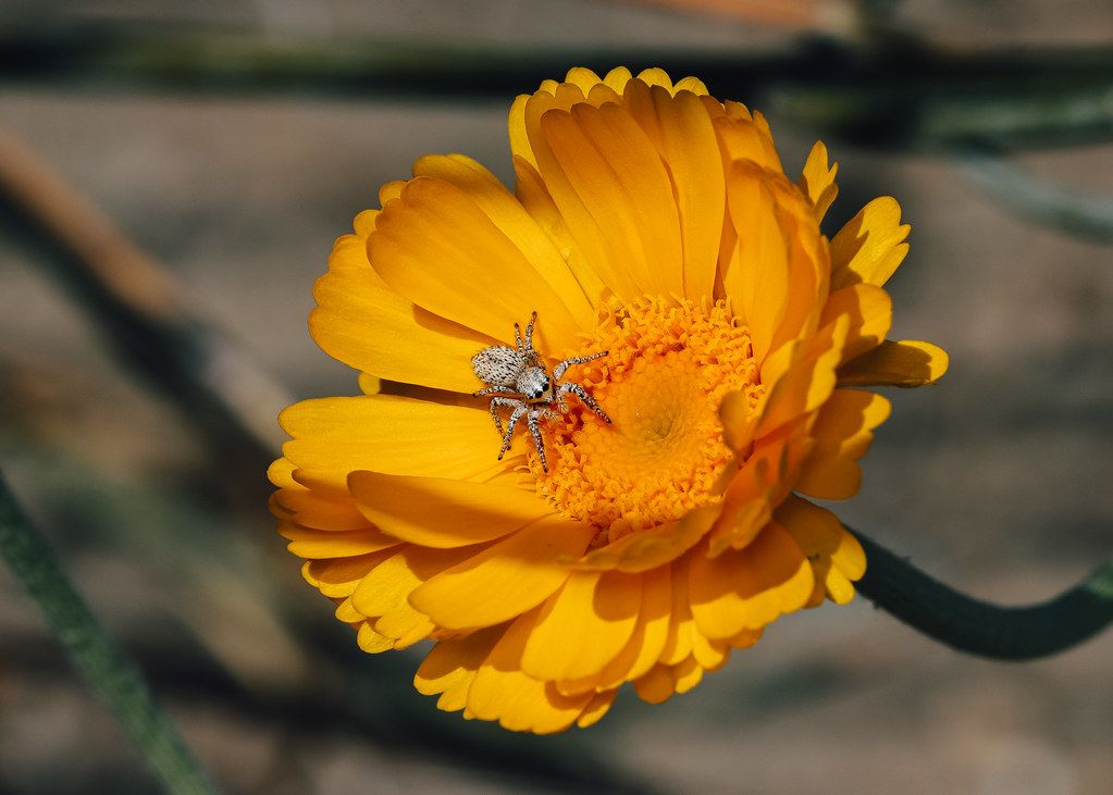 Spider Control service in Hayward, CA